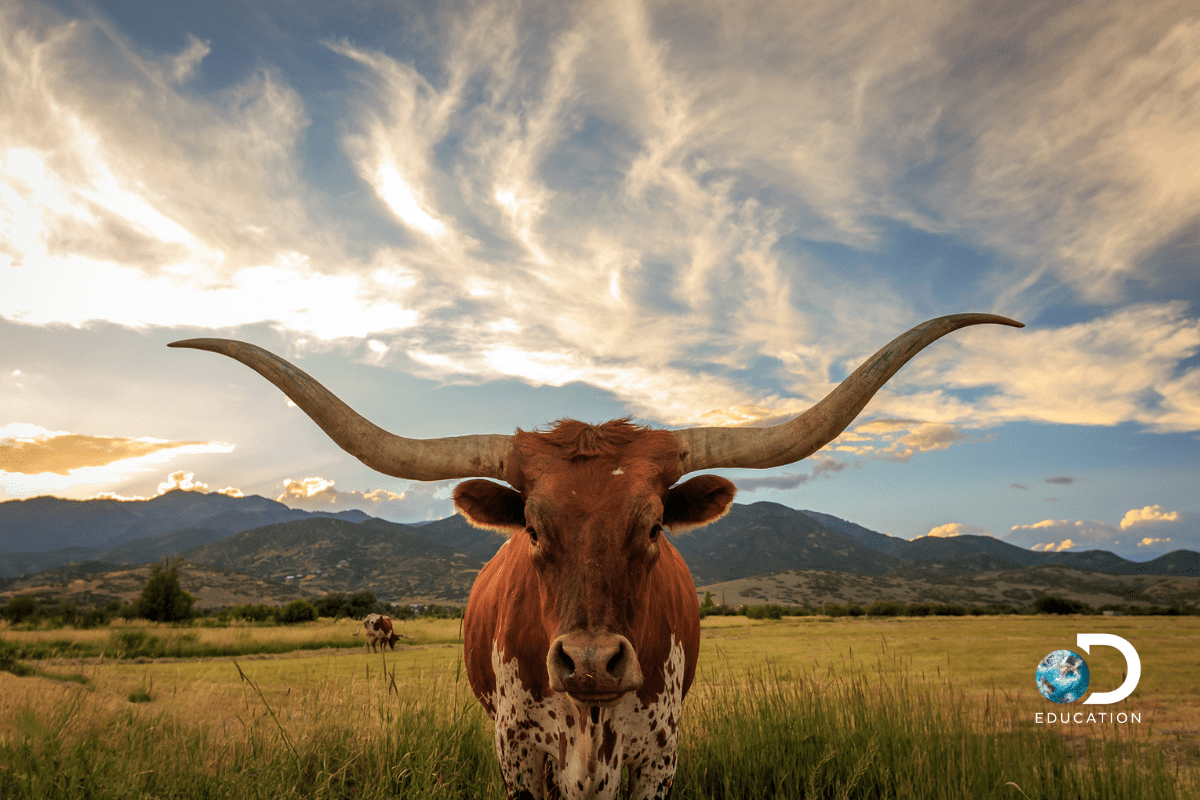 Spanish and English Versions of Science Techbook for Texas by Discovery Education Now Available for Use In K-8 and Biology Classrooms Statewide